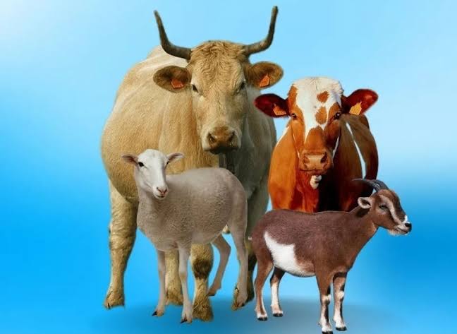 ilustrasi hewan kurban (gambar: klikmu.co)